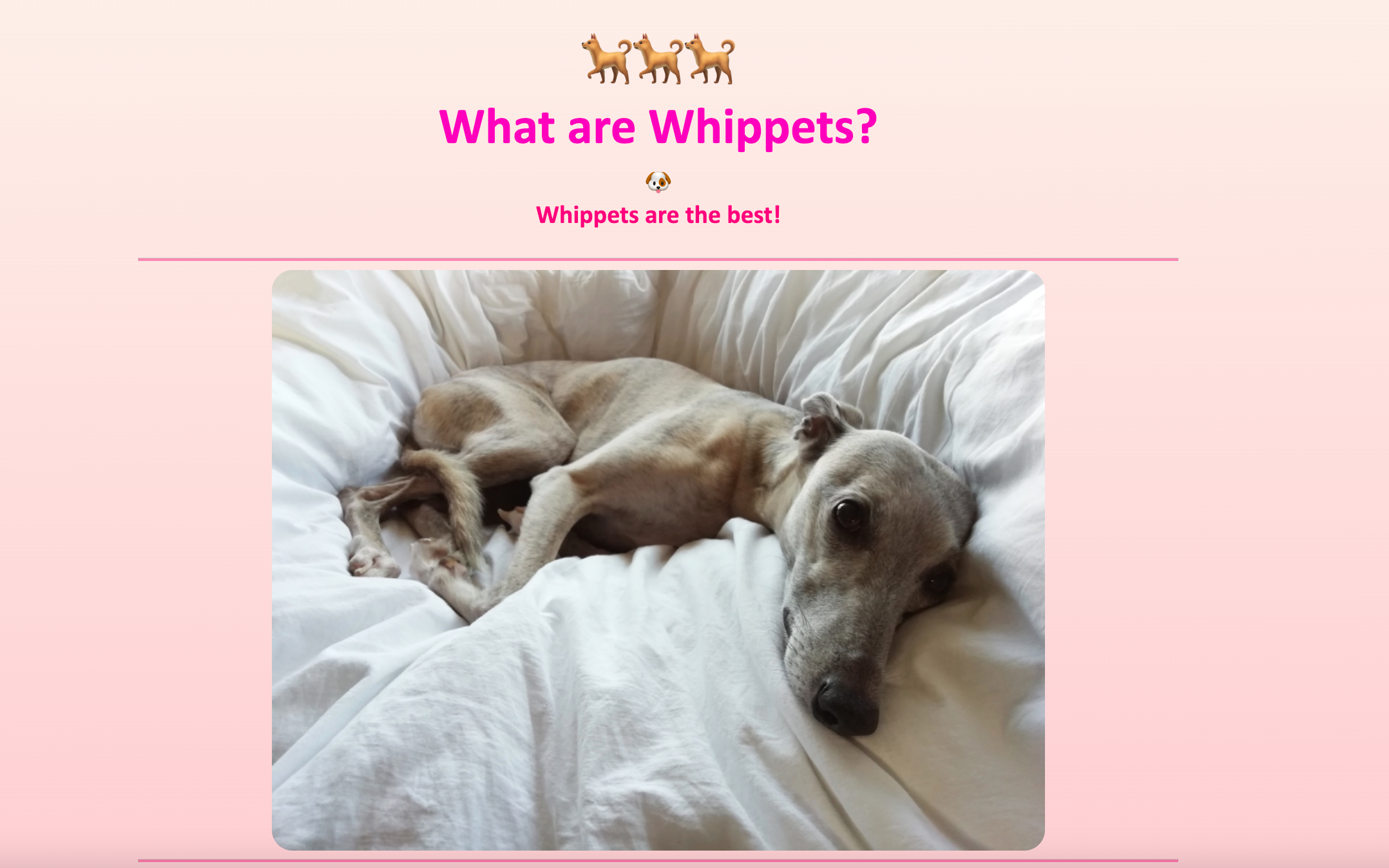 whippet